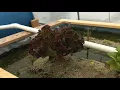 Download Lagu My first and second iAVS sandponics: the simplest form of aquaponics
