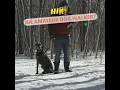 Avoid Hiring An Amateur Dog Walking
