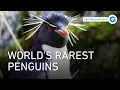 Lagu Tiny Survivors: De bedreigde pinguïns van Nieuw-Zeeland | Wildlife Documentary