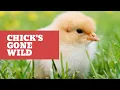 Download Lagu CHICK's GONE WILD | RAISING WILD CHICKENS ON THE FARM