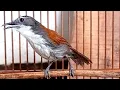Suara Masteran Burung Sniper Untuk Pancing Bunyi...