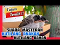 Download Lagu Masteran Kutilang Gacor Full Isian Mewah Untuk Burung Kutilang Bahan dan Kutilang Anakan