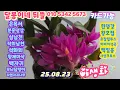 Download Lagu 달봉이네뒤뜰/각종야생화 #사과나무 #쥐똥나무 #직희남천 #사상크로스 #죽엽석곡 #분홍찔레 황호접 #홍자귀 #백자귀 #긴꾸따루 