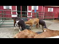 All photo s of Holtsville Ecology center animals