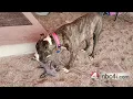 This adoptable Ohio dog knows how to match your vibe