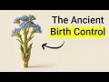 The 1 000 000 Plant That Went Extinct Silphium