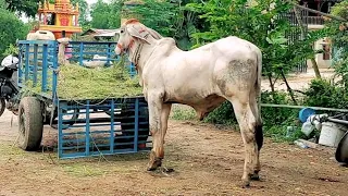 This cow has been beautiful since childhood