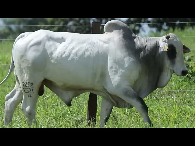 Touro Nelore ROZZ - 2331