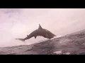Diver Gets Up-Close View of Basking Shark Breach Off Irish Coast