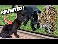 Download Lagu JAGUAR CUB REUNITED WITH PARENTS ! AMAZING !!