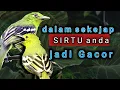 Download Lagu Awas‼️Sekali Dengar ini Sirtu Anda Gacor Fighter Seketika