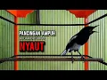 Download Lagu kacer gacor NGEPLONG tarung ini paling ampuh buat PANCINGAN KACER agar EMOSI