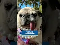 Pug named Jinny Lu is now World s Ugliest Dog