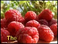 The Raspberries - Don´t want to say goodbye - 1972