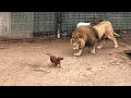Download Lagu Lion missed his dachshund friend so much he stopped eating - then something amazing happened