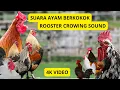 Download Lagu Kumpulan Ayam Berkokok (4K VIDEO) | Suara Ayam Hias, Lokal, \u0026 Langka dari Seluruh Dunia!