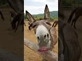 Download Lagu ben eşek oldum aiaiai🤣🤣 #shorts #eğlenceli #funnyvideo #fypシ゚viral #donkey