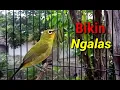 Download Lagu Pleci Ngalas Manggil Pleci Lain