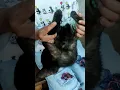 Lagu kucing pok ame ame belakang kupu kupu #seharibarengyoutube #ngeshortsdulu #inikotaku #shortvideo