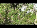 Download Lagu Chuck Cofer's Trophy kudu hunt uncut