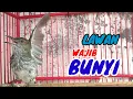 Download Lagu Siri siri raja gacor bongkar isian mewah goda emosi lawan || Pancingan dan masteran