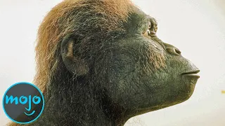 top 10 human ancestors