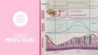 O Ciclo Menstrual