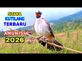 Lagu Suara Burung Kutilang Pikat Terbaru Paling Gacor Juara Untuk Pancingan 