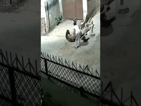 ​Dogs 🐶 Attacked a Horse... But the Real Problem Was Hidden Under Bricks!