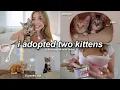 I ADOPTED TWO KITTENS cleo mango kitten shopping haul their first month home