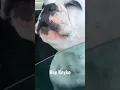 Download Lagu Viral Anjing Bernyanyi #bernyanyi #nyanyi #ngakak #lucu #anjing #cute #funny #dog #sing #song #viral