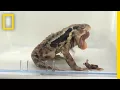 Download Lagu Bombardier Beetles Squirt Boiling Anal Chemicals to Make Frogs Vomit | National Geographic