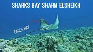 غوص شاركس بيي شرم الشيخ شاطئ القروش Sharks Bay Sharm Elsheikh 7 2022 