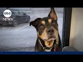America Strong the dog that nobody wanted finds a home