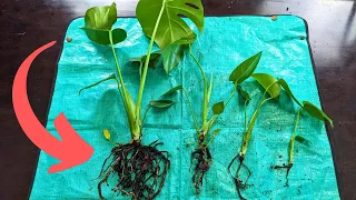 Separate your Monstera roots like this