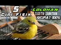 Download Lagu ciri lolohan sirtu jantan