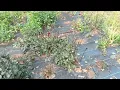 Dahlia Patch Disaster Are Dahlias Deer Resistant