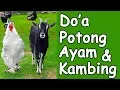Lagu Doa Ketika Memotong Ayam Dan Kambing : Ustad Muhammad Ruslan : Wadi Official