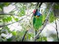 Download Lagu Takur Tutut atau Red-crowned Barbet  (Megalaima Rafflesii)
