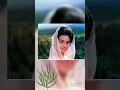 Download Lagu Main Tulsi Tere Aangan ki...