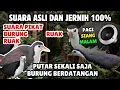 Download Lagu SUARA PIKAT BURUNG RUAK-RUAK ASLI SUARA JERNIH #6