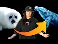Download Lagu Are seals evolving into whales?
