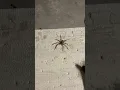 I didn t realize how fast Wolf Spiders are