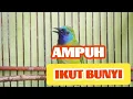Download Lagu PANCINGAN TEPAT !!! Cucak Kinoi bahan biar cepat bunyi 