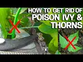 How to Get Rid of POISON IVY THORNS without Chemicals