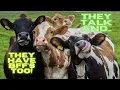 The Secret Social Lives of Cows How They Communicate and Form BFF s