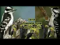Download Lagu SUARA MASTERAN BURUNG PELATUK SAMPIT GACOR TEMBAKAN RAPAT TAJAM FULL GEMERICIK AIR