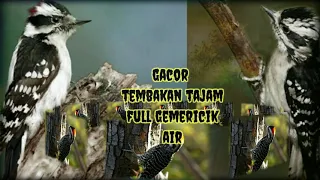 suara masteran burung pelatuk sampit gacor tembakan rapat tajam full gemericik air