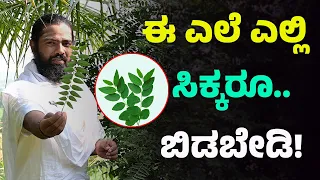 ಇದೊಂದು ಸಂಜೀವಿನಿ ಎಲೆ ! ಈ ಎಲೆಯಲ್ಲಿರುವಷ್ಟು ಸತ್ವ ಇನ್ನ್ಯಾವುದರಲ್ಲಿಲ್ಲ | Chakramuni Plant In Kannada