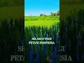 Download Lagu PAGI PETANI INDONESIA,SEMOGA HASIL PANEN MELIMPAH DAN DI JAUHKAN DARI HAMA WERENG COKLAT...AAMIIN